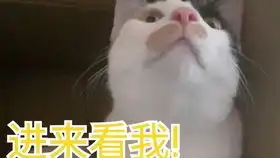  午觉睡醒,伸伸懒腰,动动爪爪