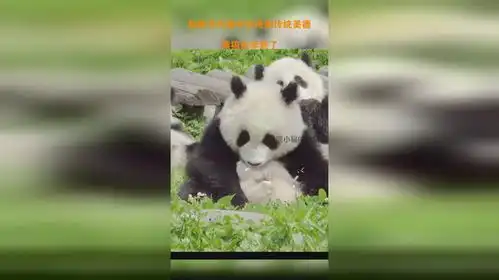  勤俭节约是中华民族传统美德,熊猫也学到了