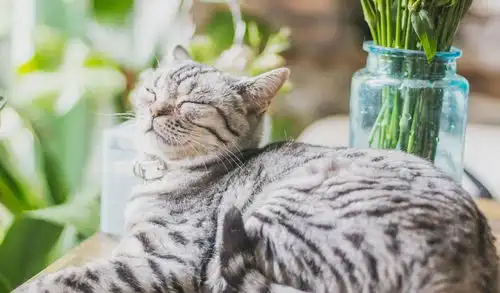  夏日萌猫拍摄攻略趣味表情包轻松get