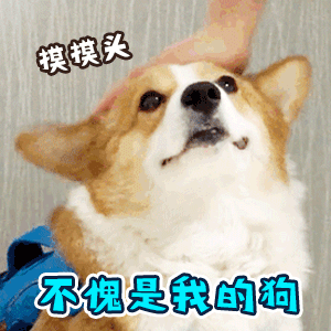  夸某人厉害的表情包gif这也太厉害了,不愧是我的狗