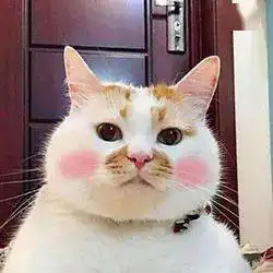  历史回顾网红猫咪楼楼表情包第七弹