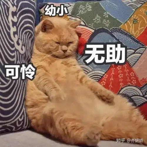 网红猫表情包爱猫