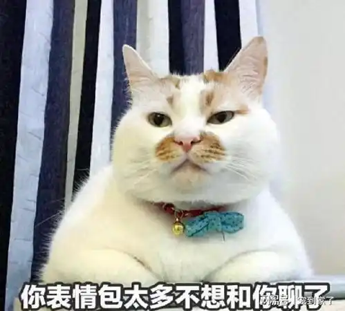  猫咪进化至今,还保留了一些原始本能,很多人不知道