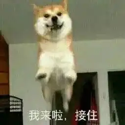 你算什么东西啊表情包犬