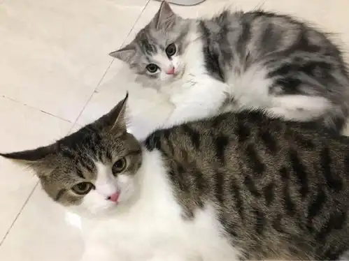 传统美德表情包猫咪