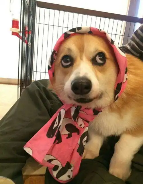 虽然柯基犬很可爱,但这些缺点,会让人不敢养