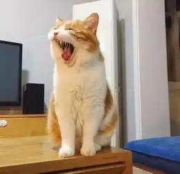  网友说自家猫似乎永远都不开心,我一看这不时表情包吗