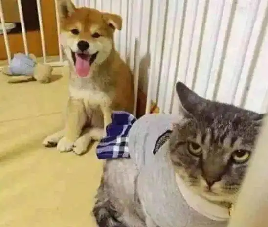  柴犬给猫咪按摩,主人看这俩货哭笑不得