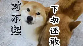  带小柴犬去爬山,发现超美瀑布,柴犬小春vlog1