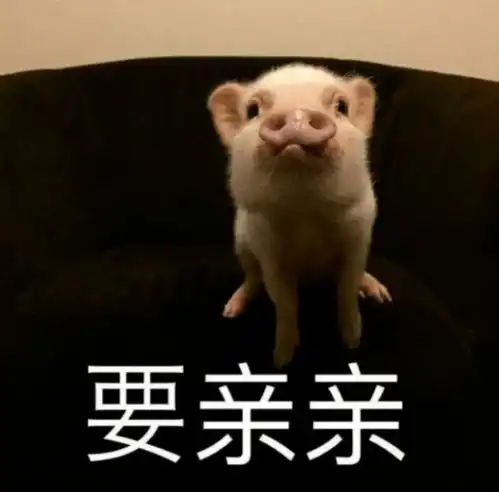 这是你猪表情包