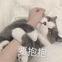 表情包害羞可爱图片猫咪