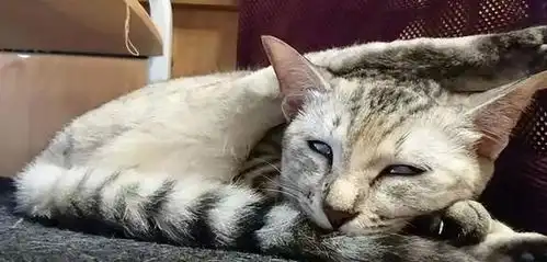  误会了,猫咪常见的八种行为,可能还有相反含义