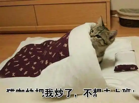  请问一下,家里的猫可以送去猫咖打工卖身吗