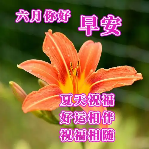  6月1日早上好,新的六月早上好祝福语图片大全,百花齐放的早上好问候语带表情
