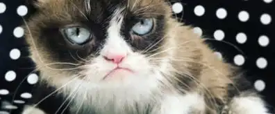 网红猫表情包去世