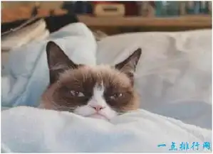  世界上身价最高的猫,不爽猫身价超过6亿元,满脸写着不开心