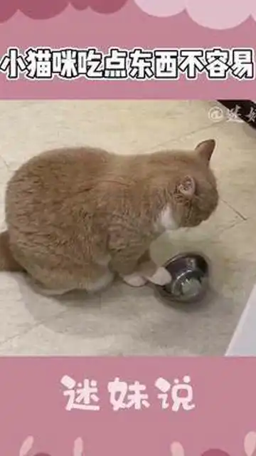  这是干饭猫吗怎么看表情不太高兴的亚子