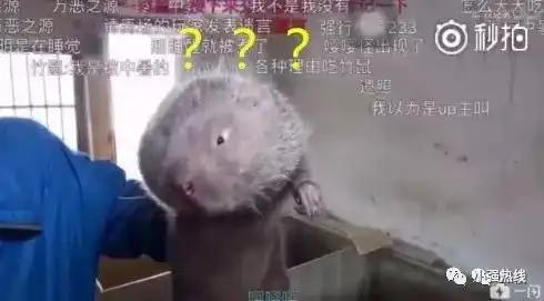 我是一只新来的竹鼠,他们却有一百种吃我的理由