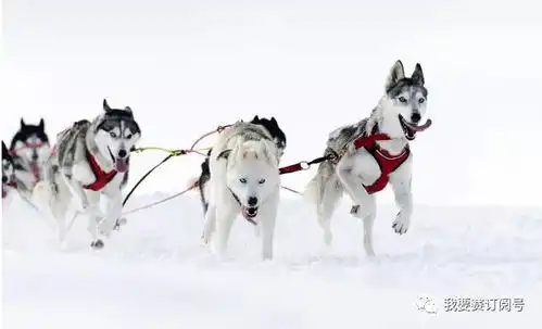  英雄热土雪地撒野的正确姿势