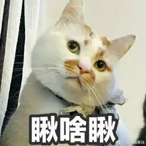 网红猫表情包ems
