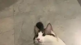  猫又做了坏事以后,妈妈教育猫儿子,认不认错,下次还敢不敢