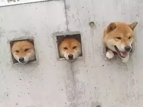  我的表情包去世了愿它的蜜汁微笑永世长存