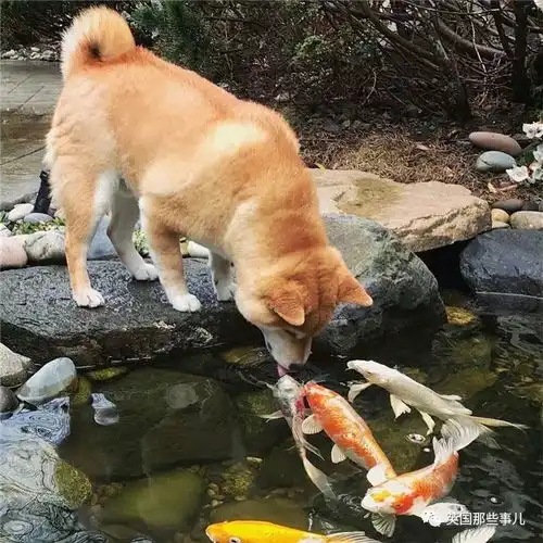  没有什么吸柴犬解决不了的烦恼,如果有,那就多吸几口