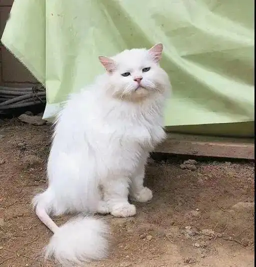  天生眼睛小的猫,总觉得怎么嗨都不开森