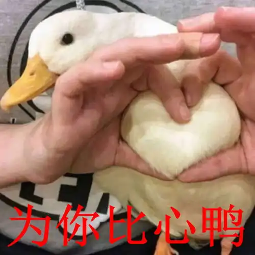 比心表情包恶搞鸭子