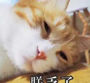  猫咪表情紧张的吃手手