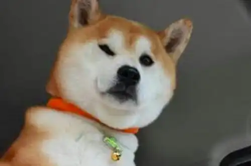  柴犬每次坐车时,都会坐在前座椅的扶手上,还一副很拽的表情