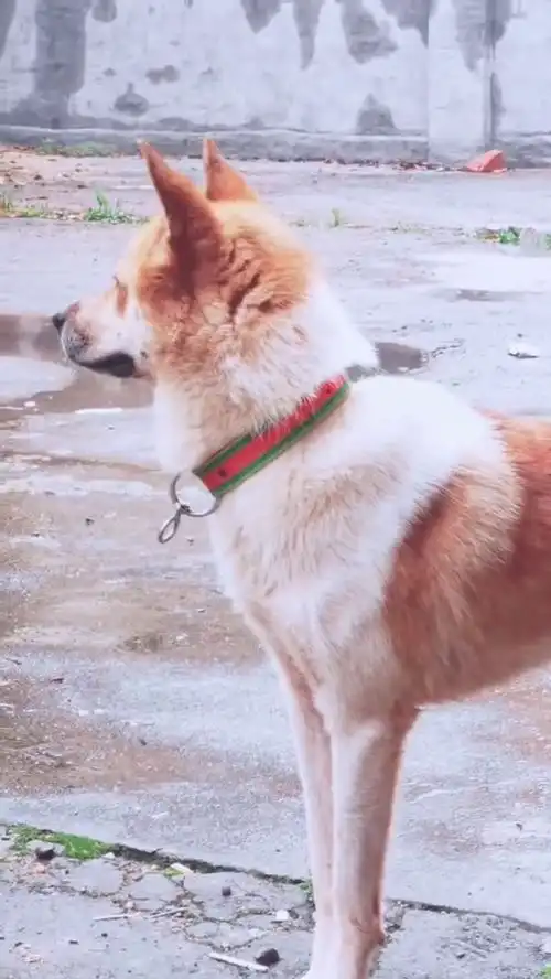  土狗一脸向往的表情,这是想去干啥啊