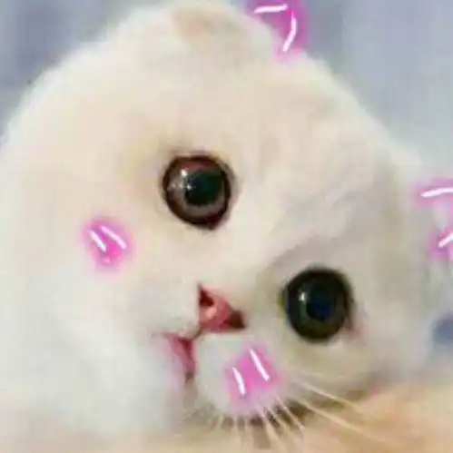 猫咪开心表情包小猫咪