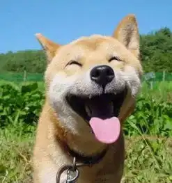  人气超高的网红猫去世,你的表情包里面还会有它们吗