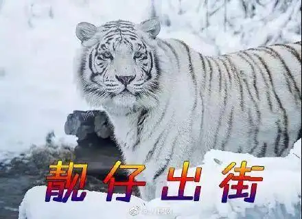  叮虎年土味表情包上线