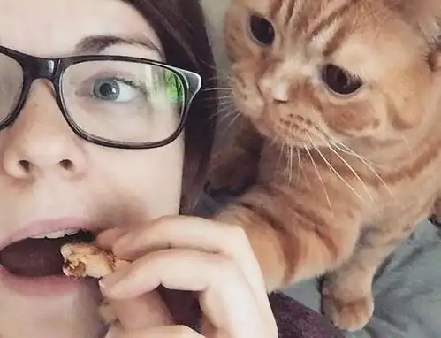  小猫有这6种现象,说明它把你当亲妈,真的养对猫了