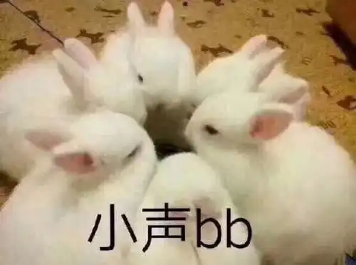 各个表情包的意思兔子