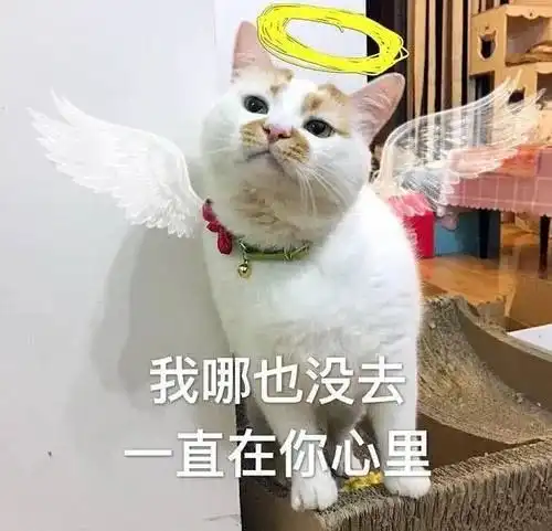  在最热猫咪表情包大合集速收