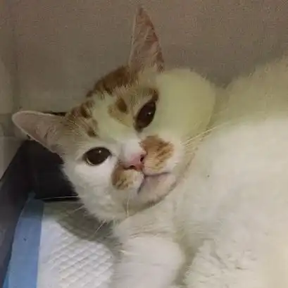  一胖毁所有猫咪肥胖会导致疾病,不容忽视