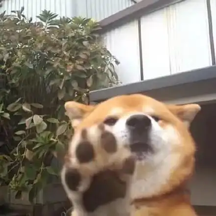 帮我关下灯表情包柴犬欺