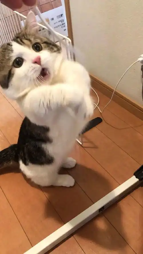 猫咪开心表情包亲妈