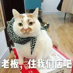  表情网红猫楼楼动态表情