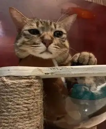  猫奴花钱帮主子买快乐喵星人的表情秒灭火又乱买
