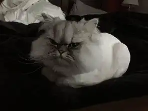 猫咪开心表情包不爽猫