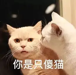  我想知道里面有没有猫奴