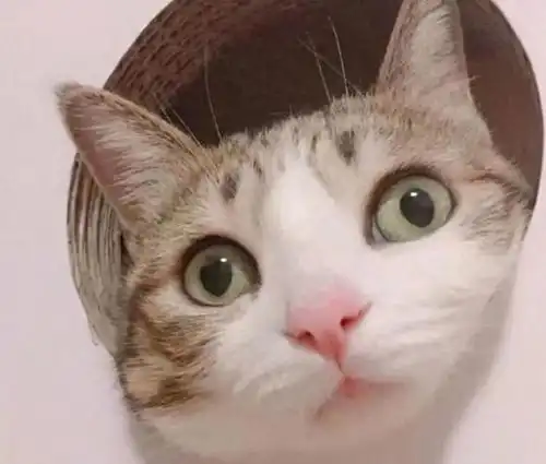  一只猫在你面前伸懒腰,有这些含义,别不知道