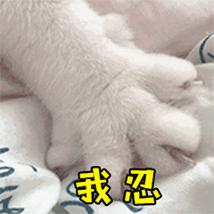 谢谢的可爱表情包养猫