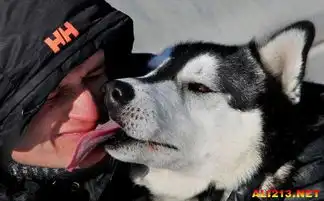  俄罗斯汪星人趣味比赛雪地犬花样卖萌颜艺大比拼