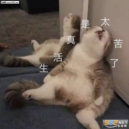  有点意思说下去表情包我们一起学女人叫表情包图片下载乐游网游戏下载