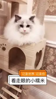  宠爱布偶猫快手直播